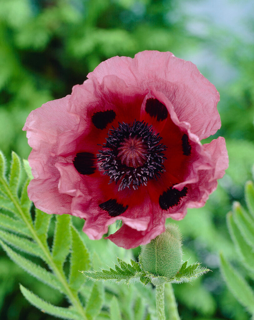 Poppy-Papaver 'Patty's Plum' 1-pakning
